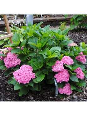 Гортензия крупнолистовая Люкс 