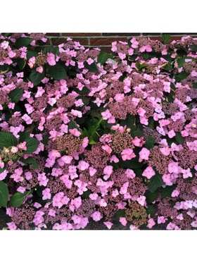 Гортензия пильчатая 