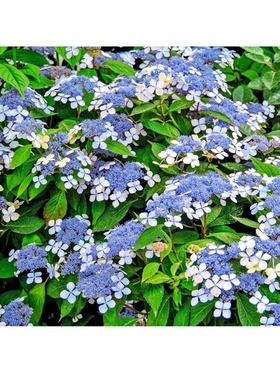 Гортензия пильчатая 