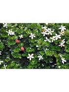 Карисса крупноцветковая (слива комнатная), туба, 1 шт., Весна 2026 - Фото 1