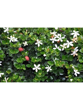 Карисса крупноцветковая (слива комнатная), туба, 1 шт., Весна 2026