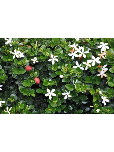 Карисса крупноцветковая (слива комнатная), туба, 1 шт., Весна 2026