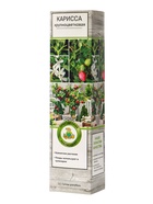 Карисса крупноцветковая (слива комнатная), туба, 1 шт., Весна 2026 - Фото 2