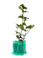 Карисса крупноцветковая (слива комнатная), туба, 1 шт., Весна 2026 - Фото 5