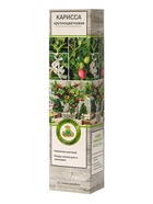 Карисса крупноцветковая (слива комнатная), туба, 1 шт., Весна 2026 - Фото 6