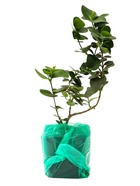 Карисса крупноцветковая (слива комнатная), туба, 1 шт., Весна 2026 - Фото 9