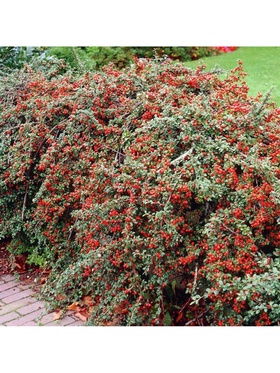 {{photo.Alt || photo.Description || 'Кизильник гибридный "Корал Бьюти", туба, 1 шт, Весна 2026'}}