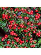 Кизильник гибридный "Корал Бьюти", туба, 1 шт, Весна 2026 10369545