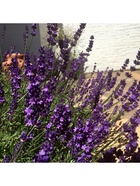 Лаванда узколистная "Гавана", туба, 1 шт, Весна 2025  (артикул 10369548)  большой выбор товаров оптом и в розницу по низким ценам с доставкой