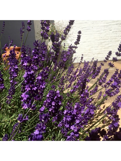 Лаванда узколистная "Гавана", туба, 1 шт, Весна 2025