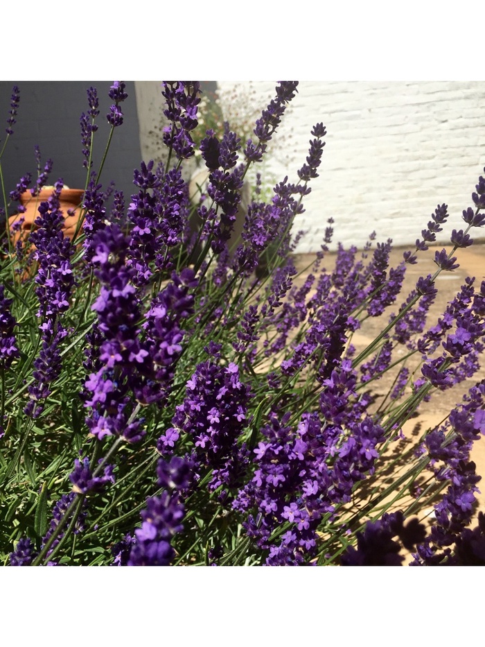 Лаванда узколистная "Гавана", туба, 1 шт, Весна 2025 - Фото 1