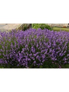 Лаванда узколистная "Манстед", туба, 1 шт, Весна 2026 10369552