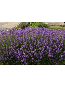 Лаванда узколистная 