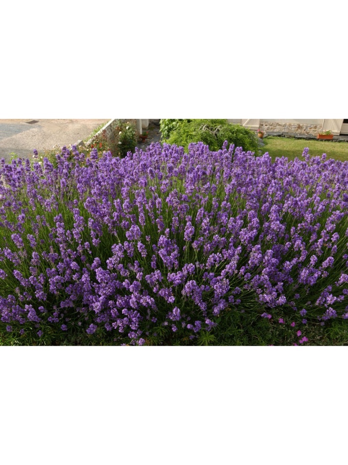 Лаванда узколистная 