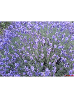 Лаванда узколистная 