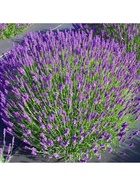 Лаванда узколистная "Хидкот Блю", туба, 1 шт, Весна 2026 10369555
