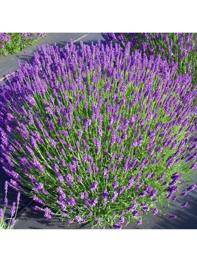 Лаванда узколистная Хидкот Блю, туба, 1 шт., Весна 2026