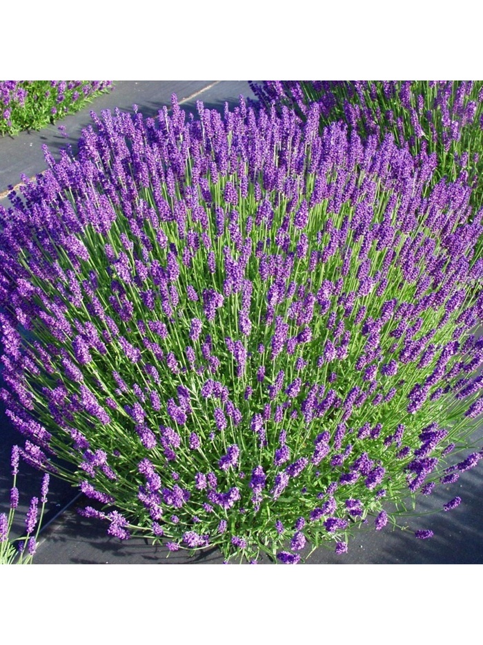 Лаванда узколистная 