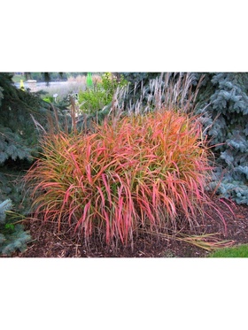 Мискантус китайский 