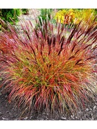 Мискантус китайский "Ред Чиф", туба, 1 шт, Весна 2026 10369559