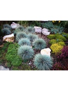 Овсяница сизая "Элайджа Блю", туба, 1 шт, Весна 2026 10369561