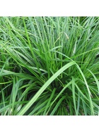 Осока охименская "Эвергрин", туба, 1 шт, Весна 2026 10369563