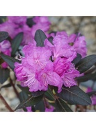 Рододендрон П. Д. М. Регал, туба, 1 шт., Весна 2026 10369569 - фото 8378162