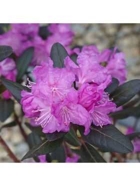 Рододендрон 