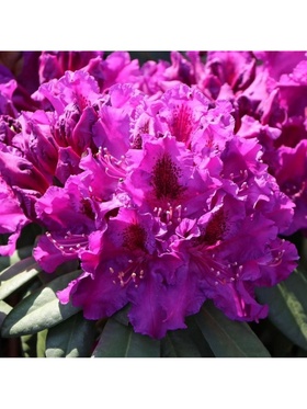 Рододендрон гибридный 