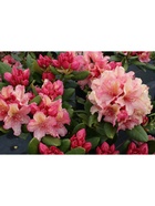 Рододендрон гибридный "Бразилия", туба, 1 шт, Весна 2026 10369574