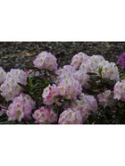 Рододендрон гибридный "Бригитта", туба, 1 шт, Весна 2026 10369575