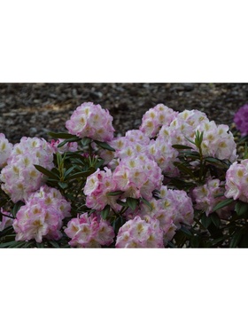 Рододендрон гибридный 