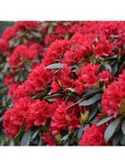 Рододендрон гибридный "Бузуки", туба, 1 шт, Весна 2026 10369576