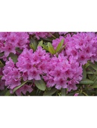 Рододендрон гибридный "Гаага", туба, 1 шт, Весна 2026 10369577