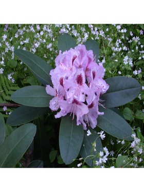 Рододендрон гибридный 