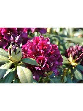 Рододендрон гибридный 