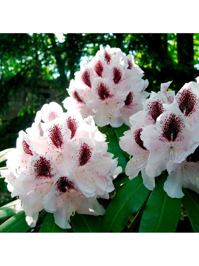 Рододендрон гибридный 