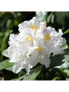 Рододендрон гибридный "Канингемс Вайт", туба, 1 шт, Весна 2026 10369586