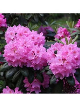 Рододендрон гибридный 