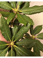 Рододендрон гибридный "Нова Зембла", туба, 1 шт, Весна 2026 10369589