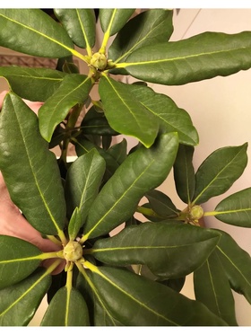 Рододендрон гибридный 