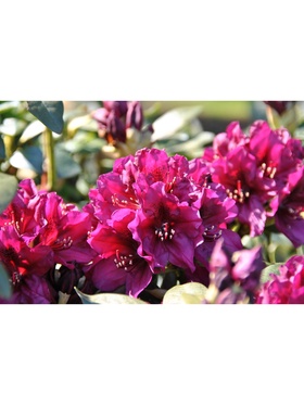 Рододендрон гибридный 