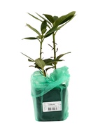 Рододендрон гибридный "Саффрано", туба, 1 шт, Весна 2026 10369598