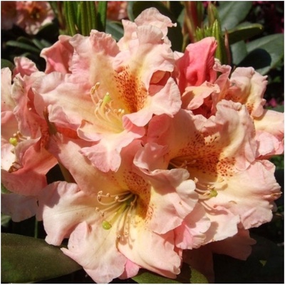 Рододендрон гибридный "Флаутандо", туба, 1 шт, Весна 2025