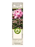 Рододендрон гибридный "Хахманс Чармант", туба, 1 шт, Лето 2025 - фото 41487294