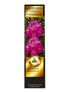 Рододендрон гибридный Люкс "Болеслав Хробры", туба, 1 шт, Весна 2026 10369607