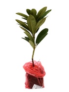 Рододендрон гибридный Люкс "Болеслав Хробры", туба, 1 шт, Весна 2026 10369607