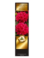 Рододендрон гибридный Люкс "Дабл Кисс", туба, 1 шт, Весна 2026 10369609