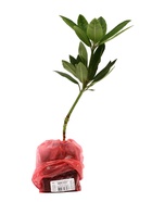 Рододендрон гибридный Люкс "Дабл Кисс", туба, 1 шт, Весна 2026 10369609