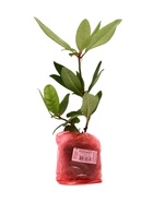 Рододендрон гибридный Люкс "Казимир Одновичел", туба, 1 шт, Весна 2025 10369612